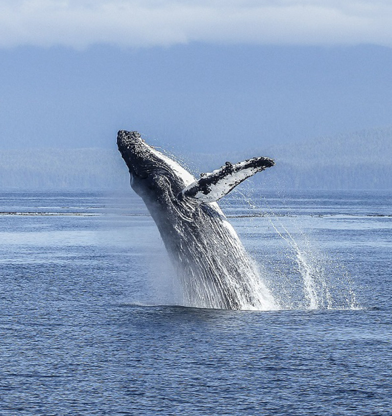 tadoussac_baleine